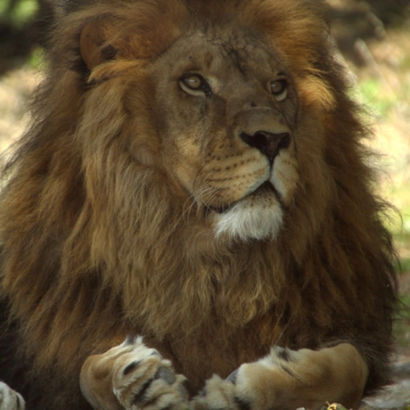 Animales en la reserva de Safari Aitana