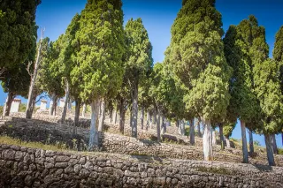 Cipreses de la subida al calvari | Casa Amparo