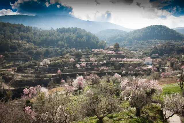 Almendros en flor