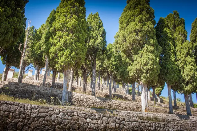 Cipreses de la subida al calvari | Casa Amparo