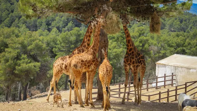 Safari Aitana