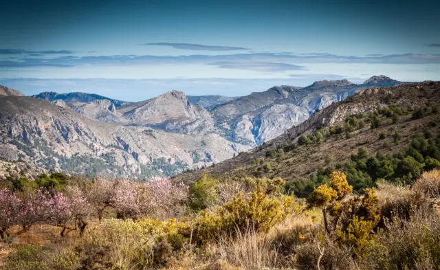 Los almendros en flor y la Serra d’Aitana, con el mar al fondo