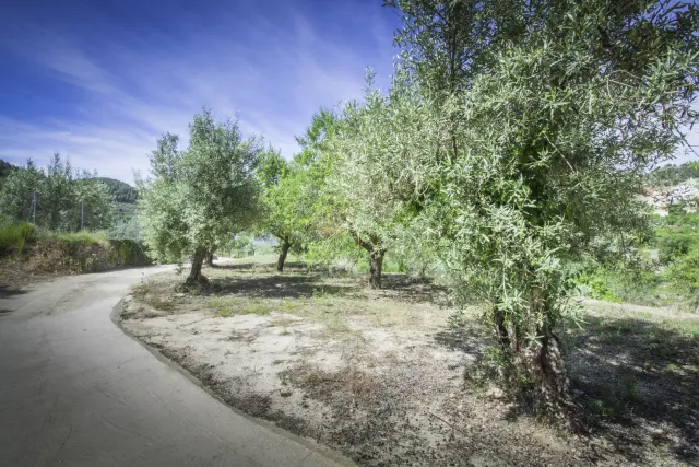 Olivos de camino a Beniafé